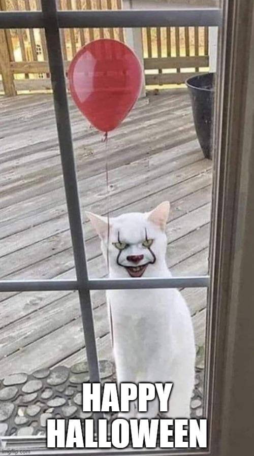 meme kucing di jendela
