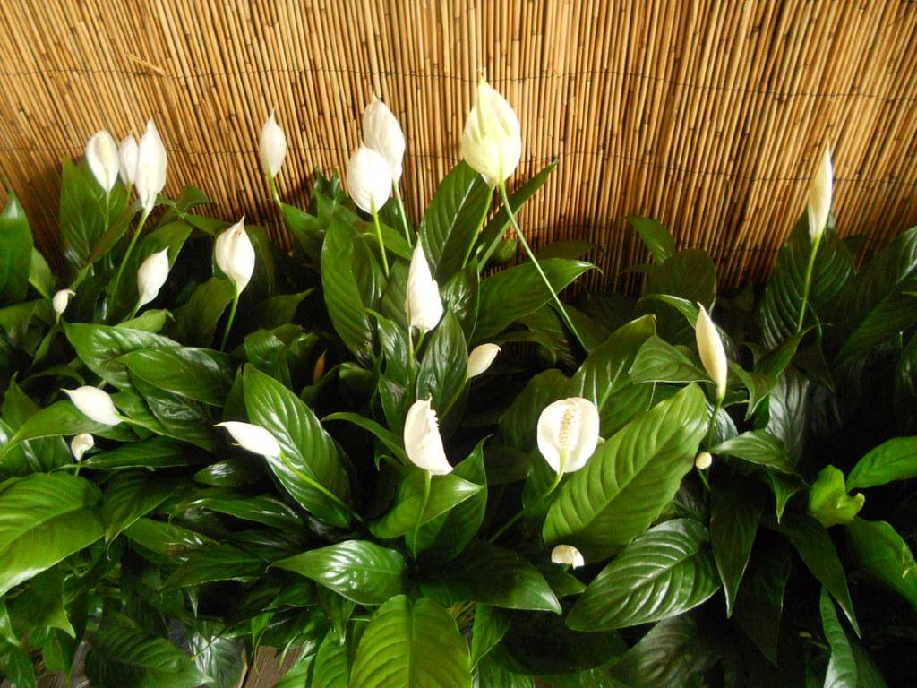 ilustrasi peace lily