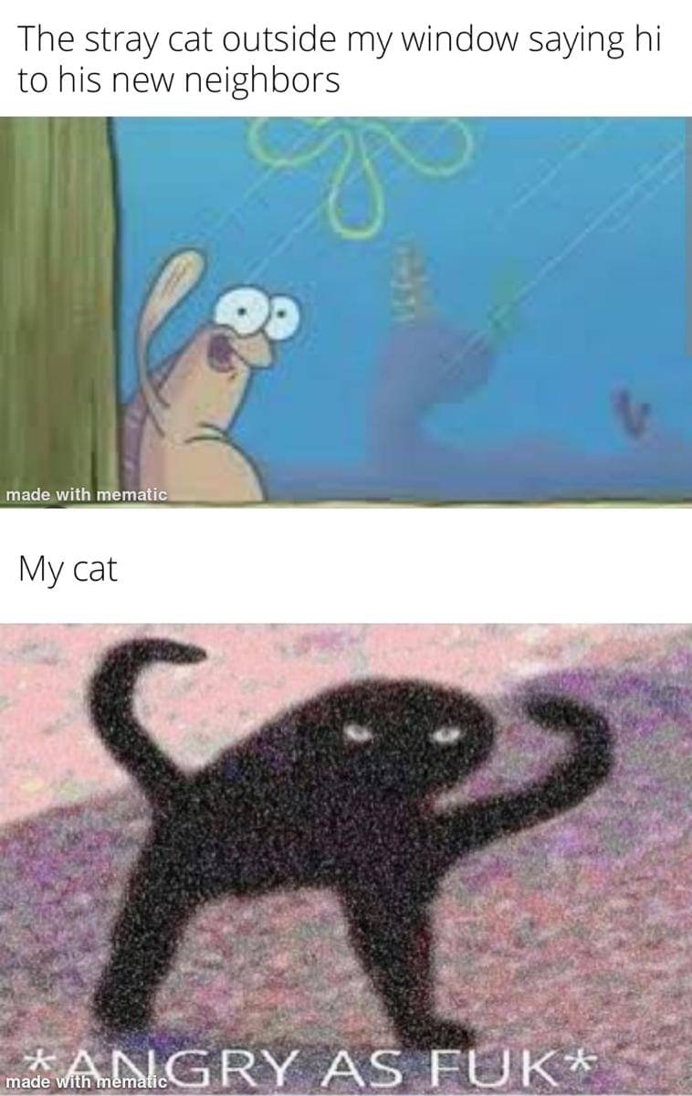 meme kucing di jendela