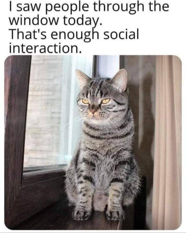 meme kucing di jendela