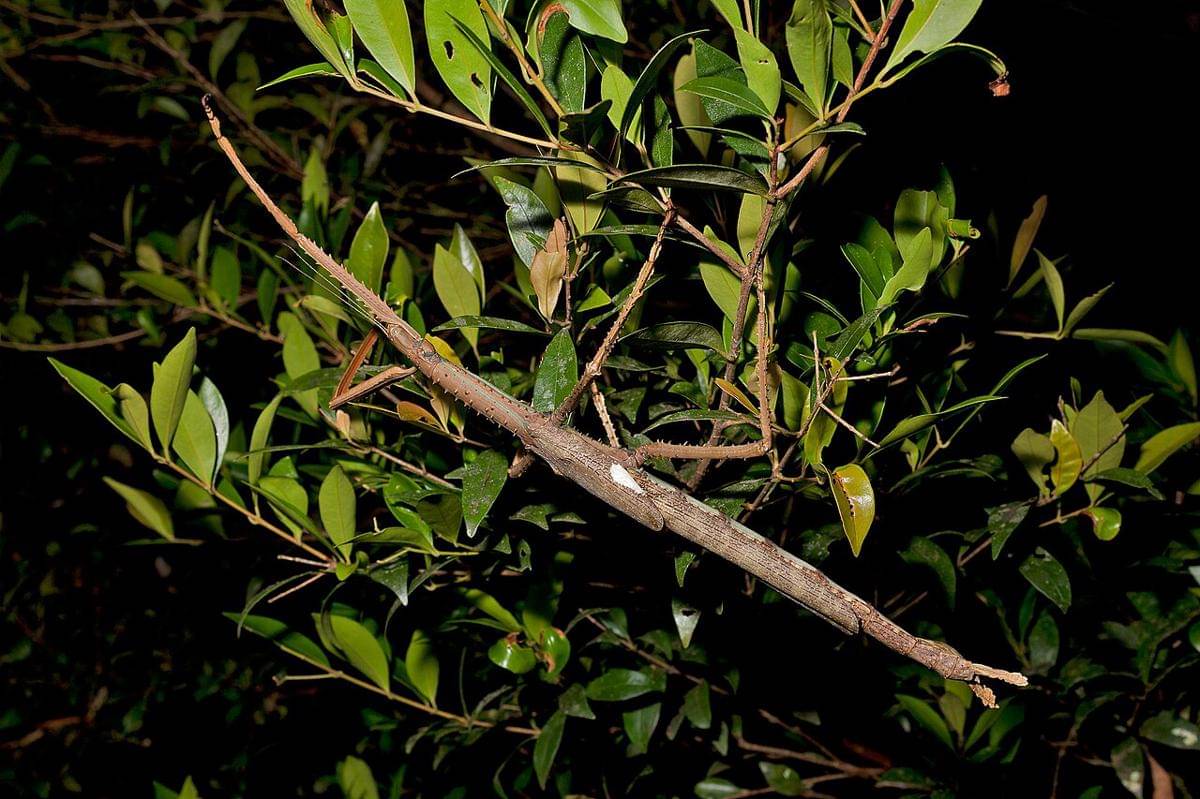 Acrophylla alta