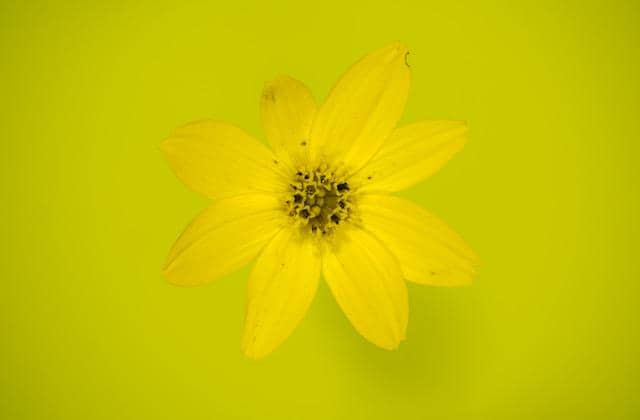 Ilustrasi bunga yang berwarna kuning