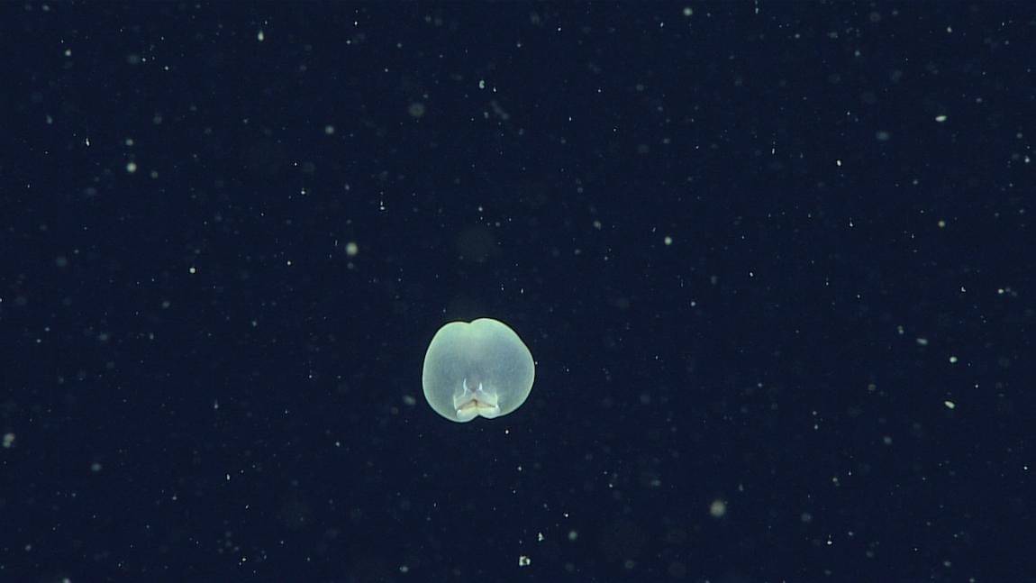 Pigbutt Worm