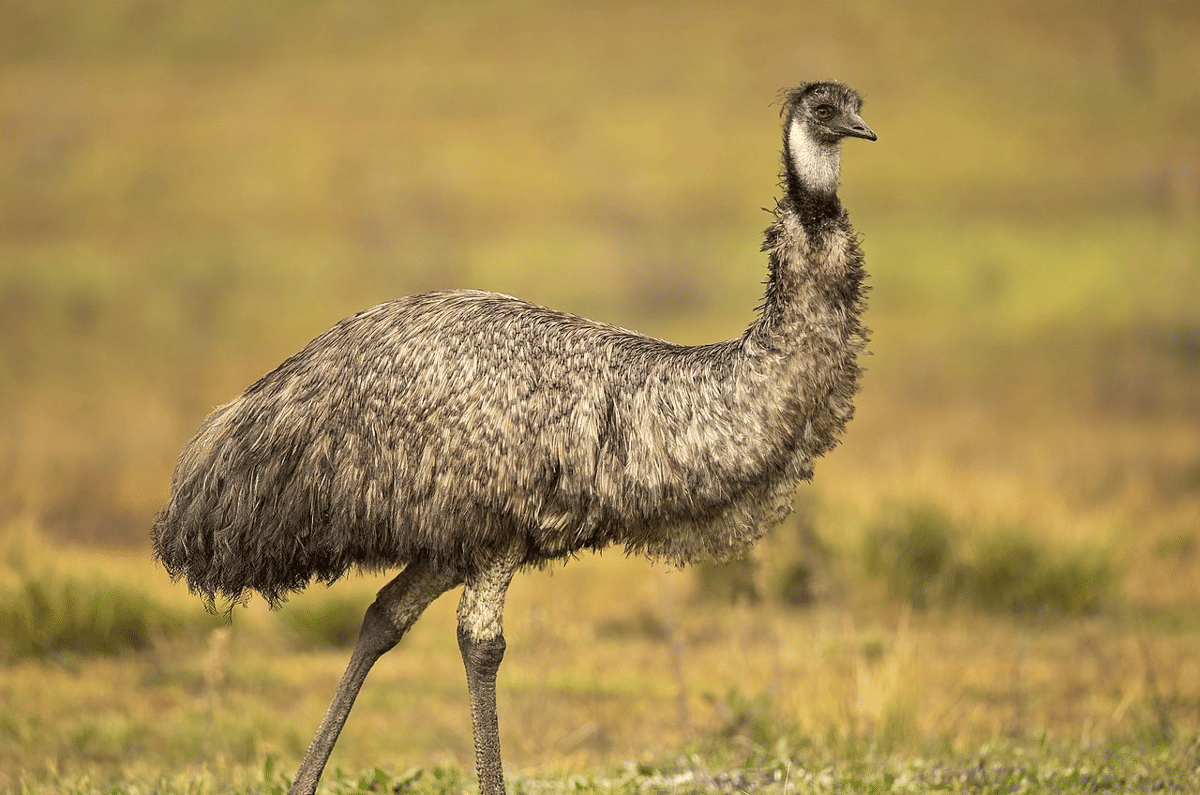 emu