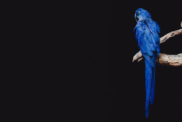 Ilustrasi burung dengan bulu biru 