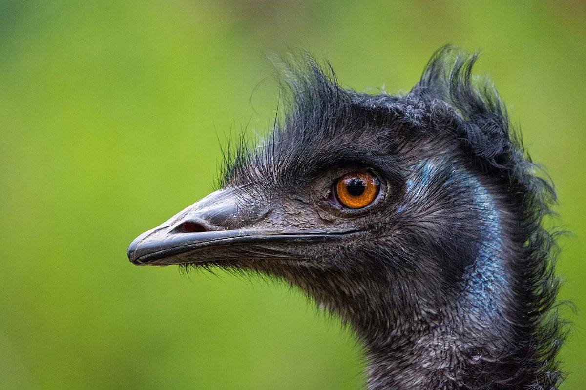 emu