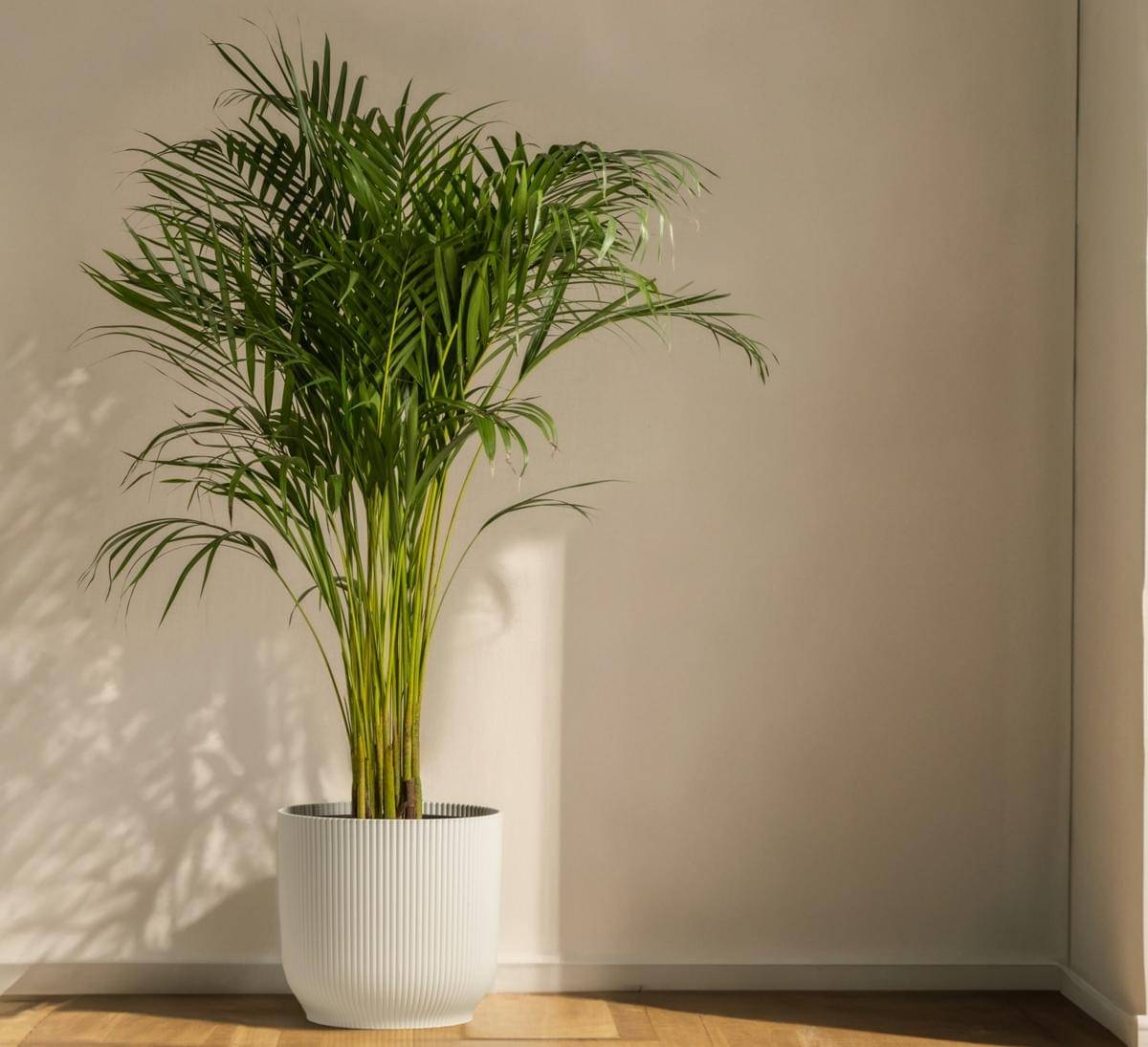 tanaman areca palm