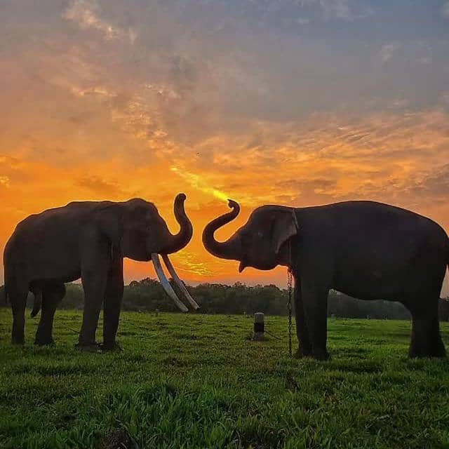 potret  Gajah Sumatera di Balai Taman Nasional Way Kambas