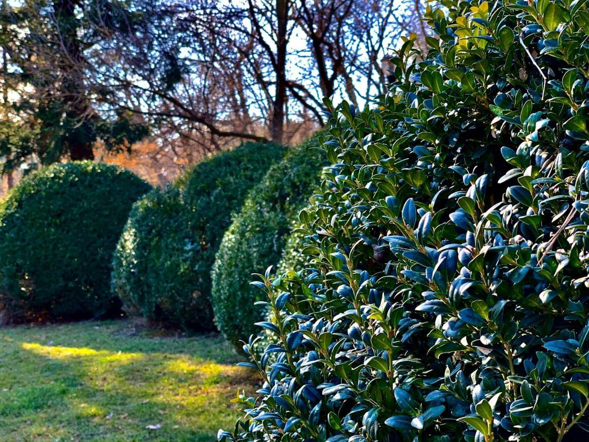 ilustrasi taman dengan shrubs
