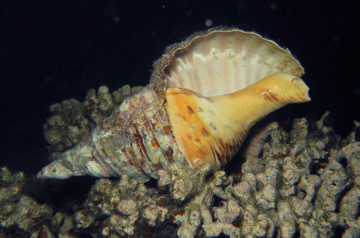 triton raksasa