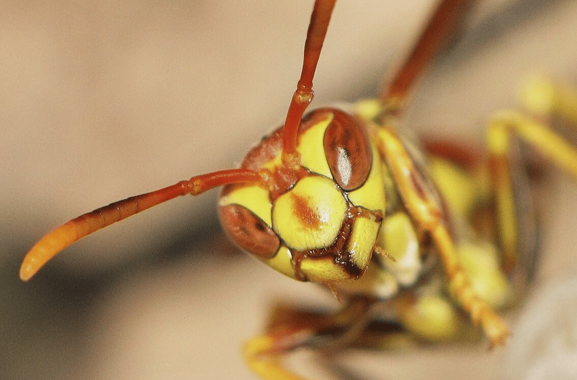 tawon kertas guinea (commons.wikimedia.org/Davefoc)
