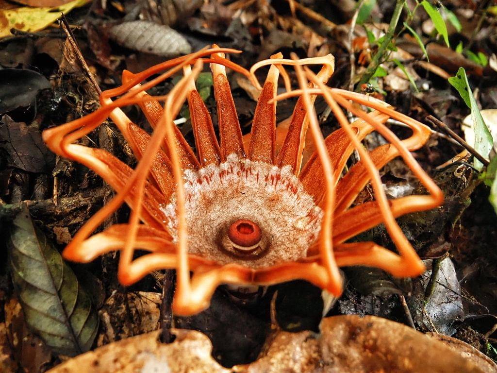 Rhizanthes lowii