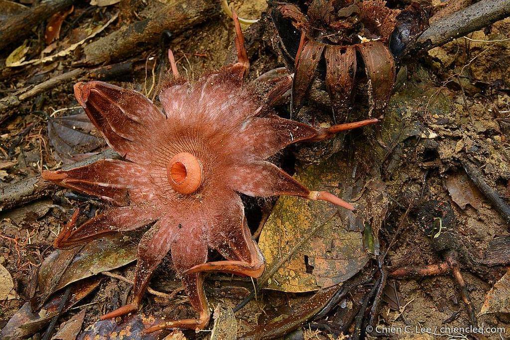 Rhizanthes lowii