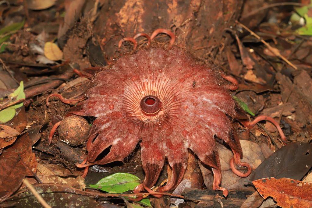 Rhizanthes lowii