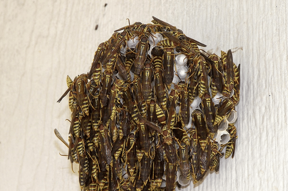tawon kertas guinea (commons.wikimedia.org/Larry D. Moore)