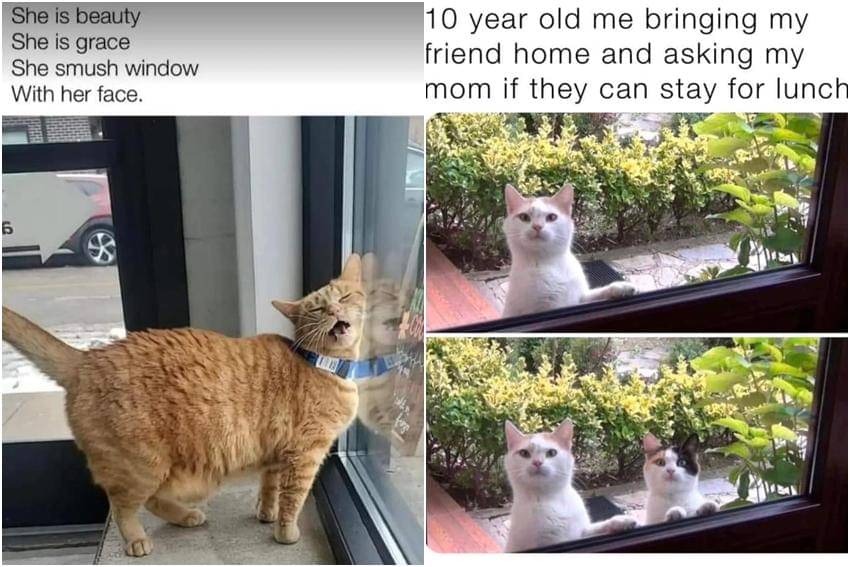 kolase meme kucing di jendela
