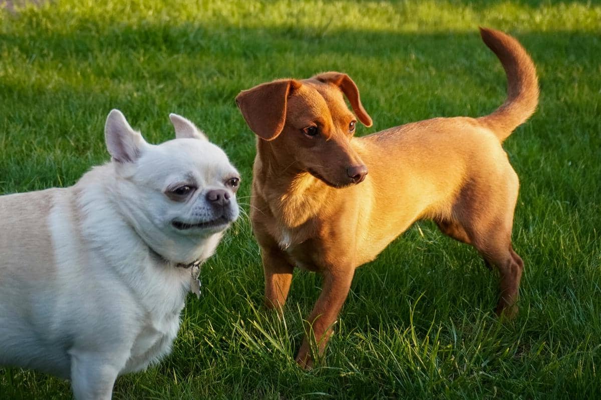 Pelaku Dugaan Pelecehan Anjing Dijerat Pasal Penganiayaan Hewan
