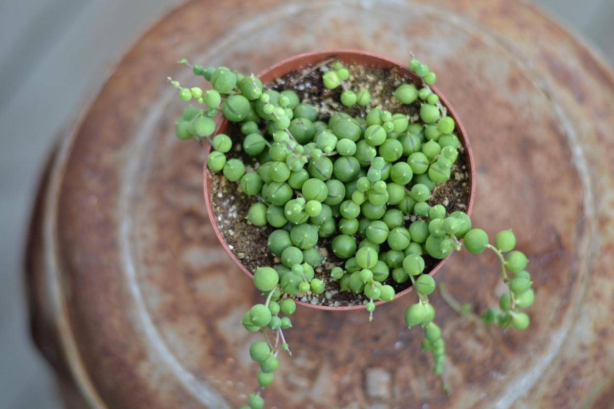 ilustrasi string of pearls (pixabay.com/Veronicatxoxo)