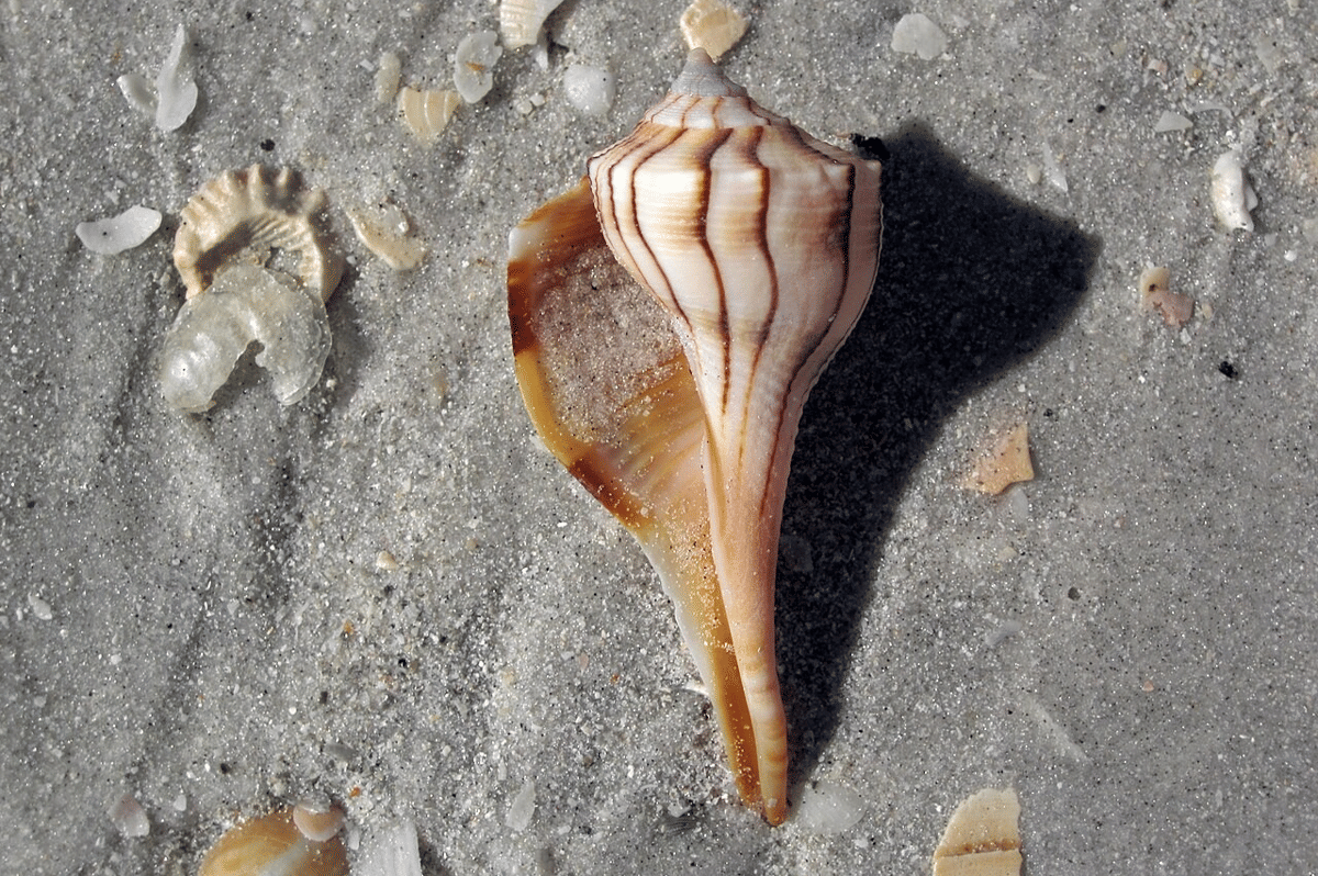 lighting whelk