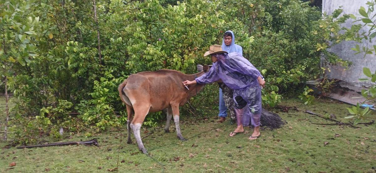 Petugas Dinas Pertanian Kabupaten Mentawai menyuntikkan vaksin jembrana kepada sapi warga (Foto: Dok Dinas Pertanian dan Pangan Kabupaten Mentawai)