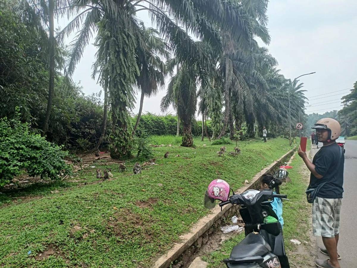 Monyet ke Permukiman Tangsel, Diduga Habitatnya Terganggu Proyek BRIN