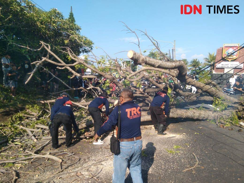 Pohon tumbang menutup badan jalan di perbatasan Klungkung-Karangasem.