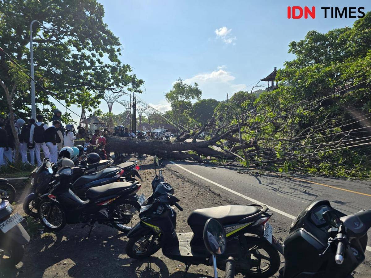 Pohon tumbang menutup badan jalan di perbatasan Klungkung-Karangasem.
