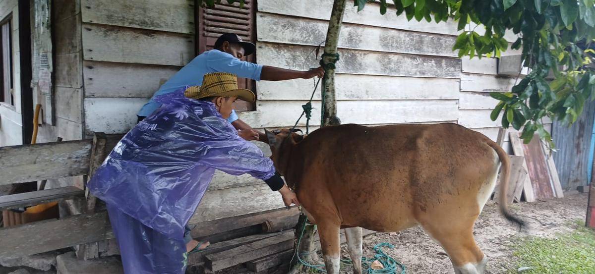 Petugas Dinas Pertanian Kabupaten Mentawai menyuntikkan vaksin jembrana kepada sapi warga (Foto: Dok Dinas Pertanian dan Pangan Kabupaten Mentawai)