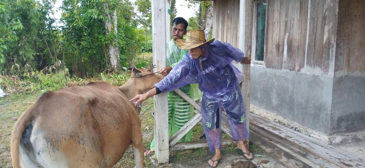 Petugas Dinas Pertanian Kabupaten Mentawai menyuntikkan vaksin jembrana kepada sapi warga (Foto: Dok Dinas Pertanian dan Pangan Kabupaten Mentawai)