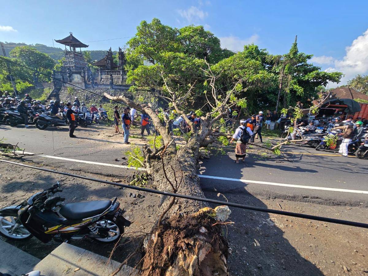 Pohon tumbang menutup badan jalan di perbatasan Klungkung-Karangasem.