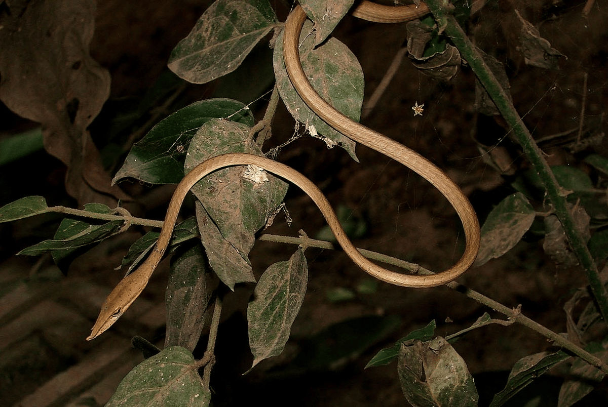 ilustrasi hewan (commons.wikimedia.org/Pratyush P. Mohapatra)