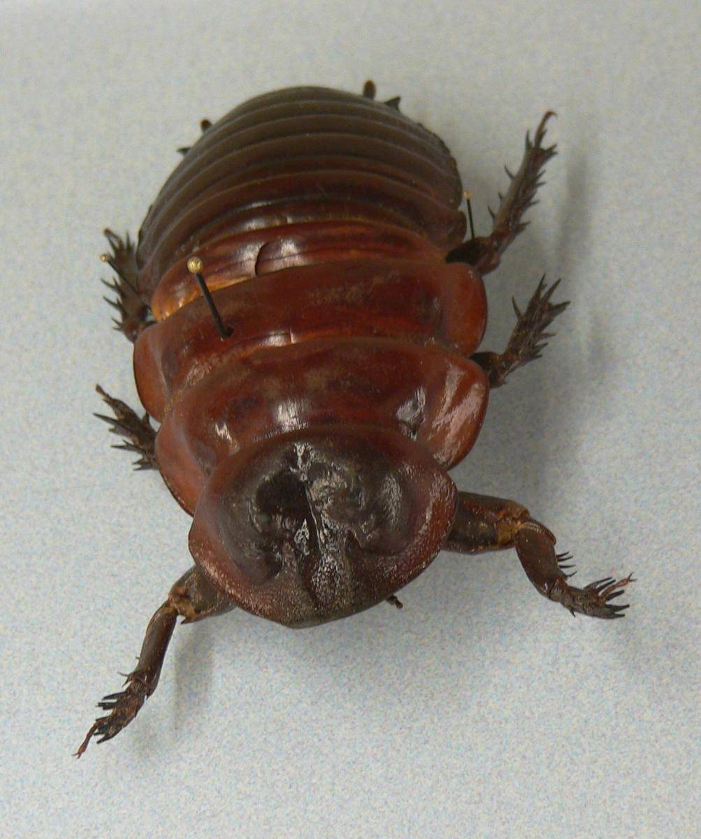 Kecoa badak