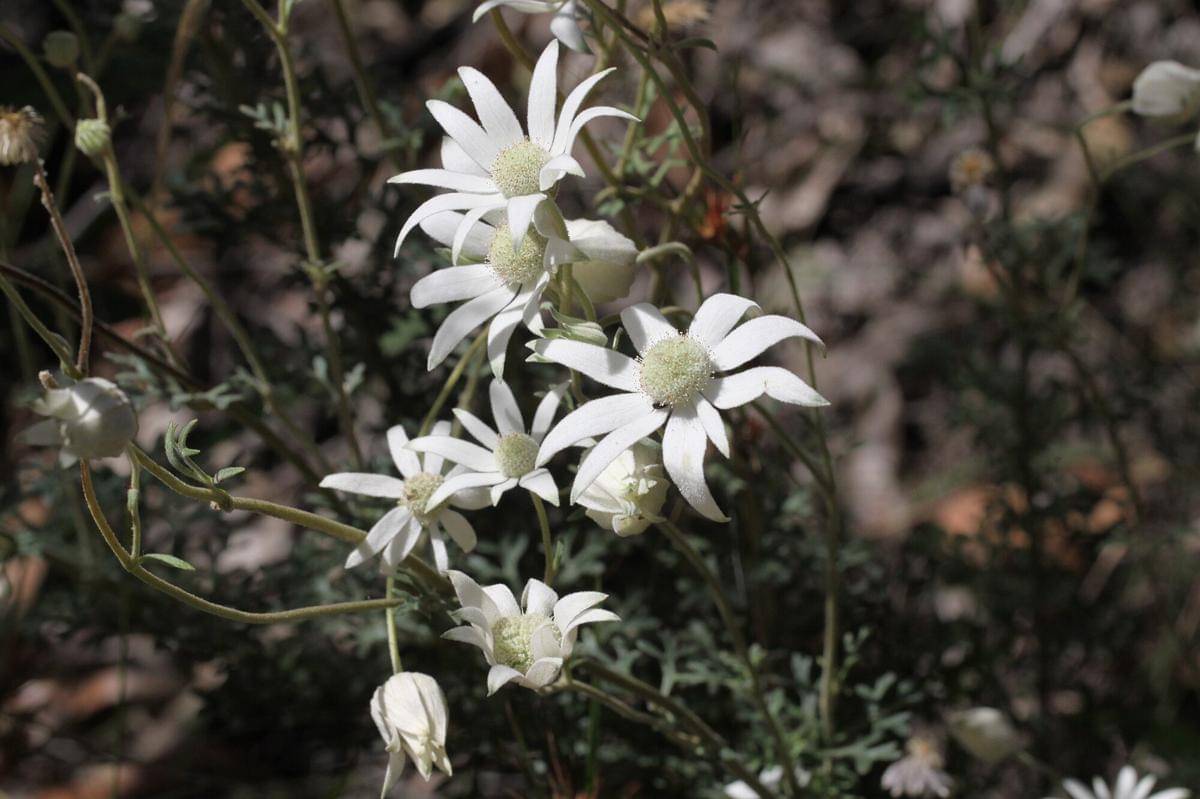 Flannel flower 