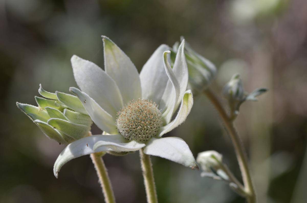 Flannel flower