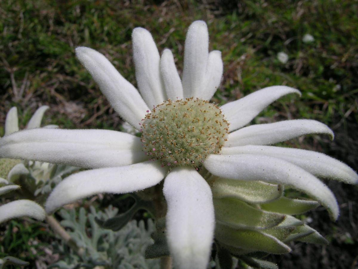 Flannel flower