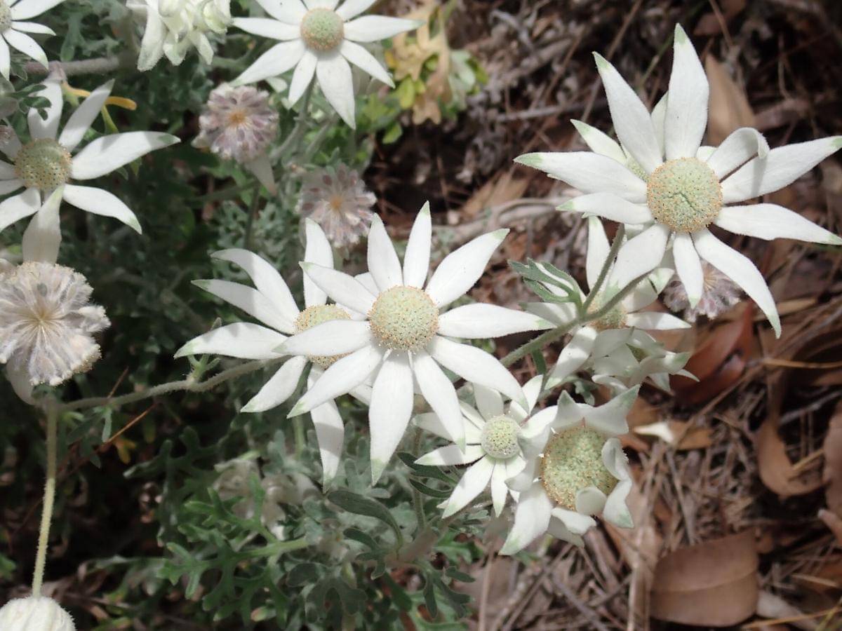 Flannel flower