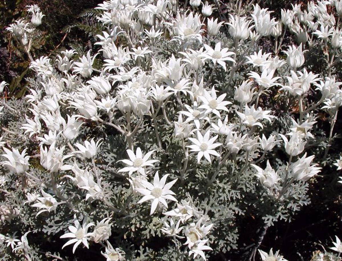 Flannel flower