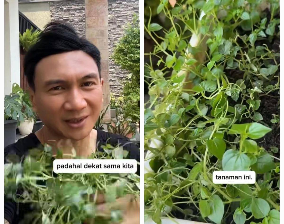 Anji berkebun di halaman rumah