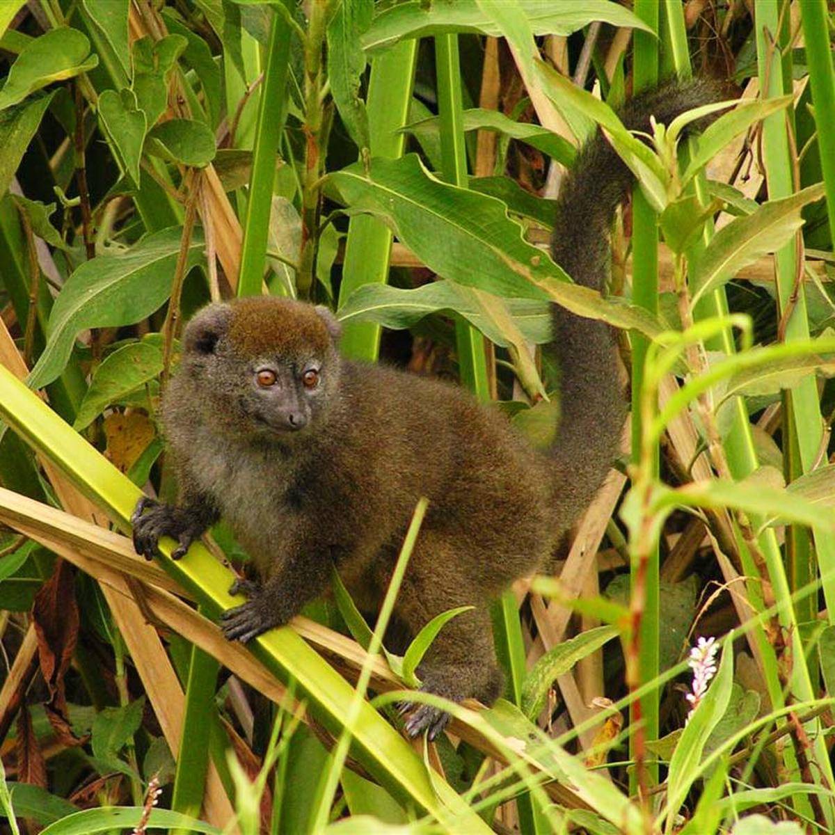 Lake Alaotra Gentle Lemur