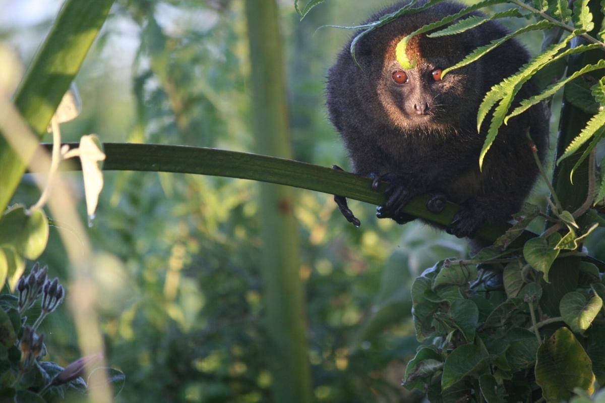 Lac Alaotra Gentle Lemur