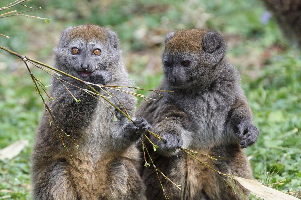 Lac Alaotra Gentle Lemur 