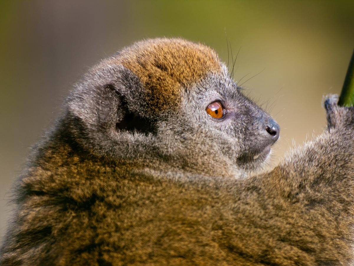 Lac Alaotra Gentle Lemur