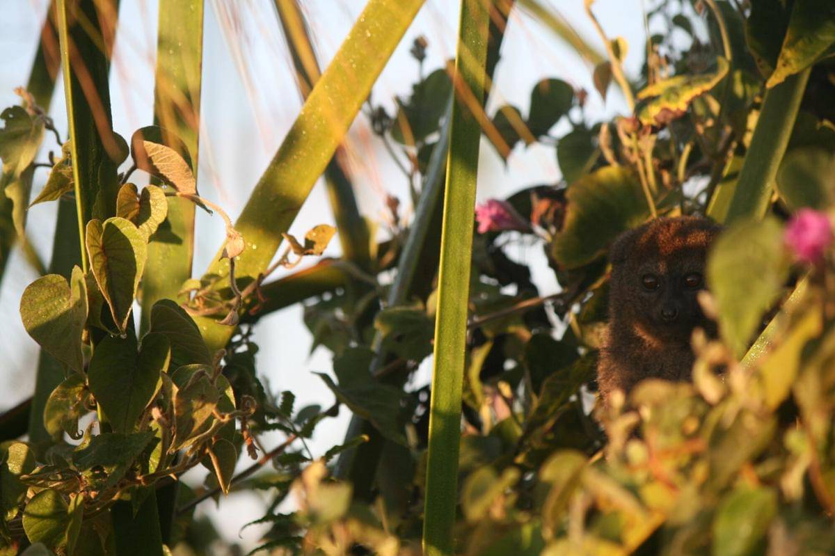 Lac Alaotra Gentle Lemur