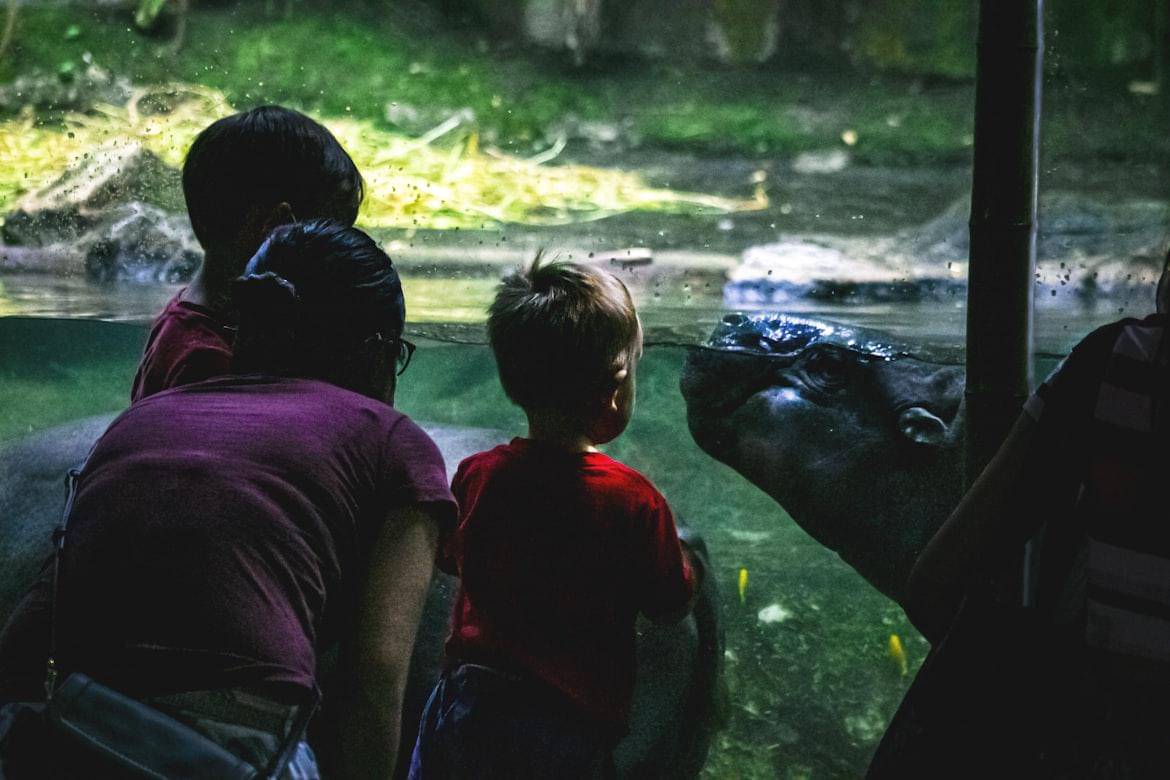 ilustrasi Singapore zoo