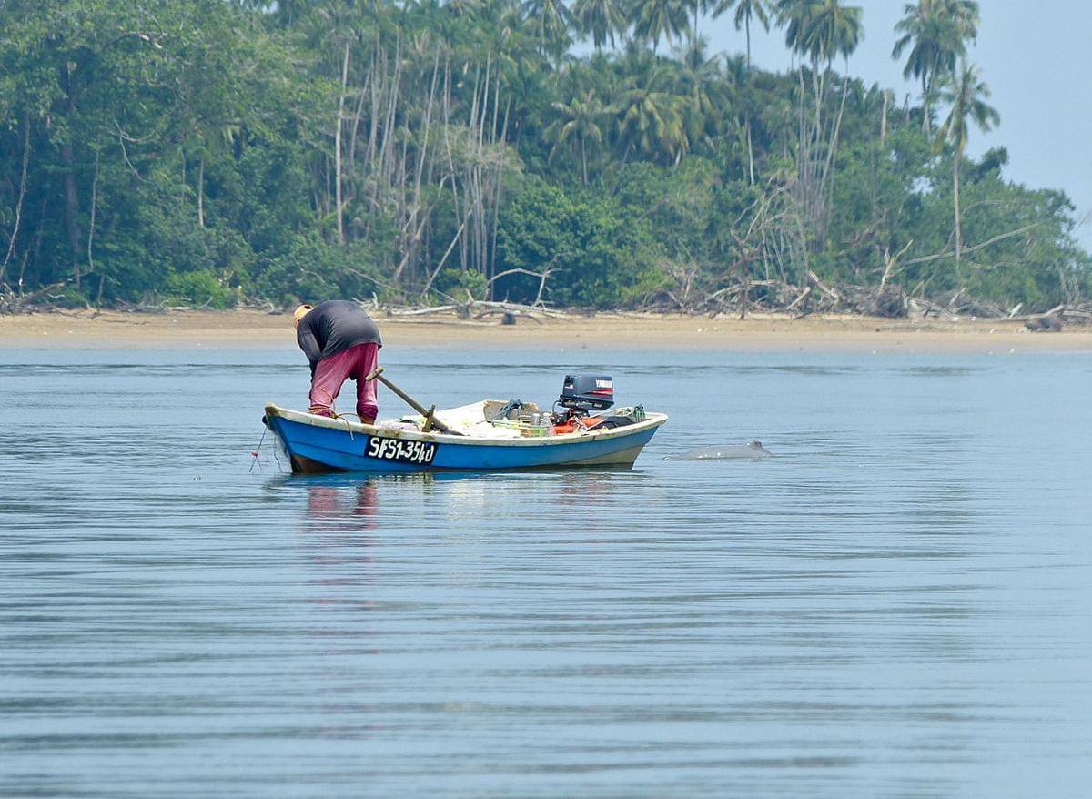 Pesut Mahakam sering terjerat dalam jaring insang nelayan