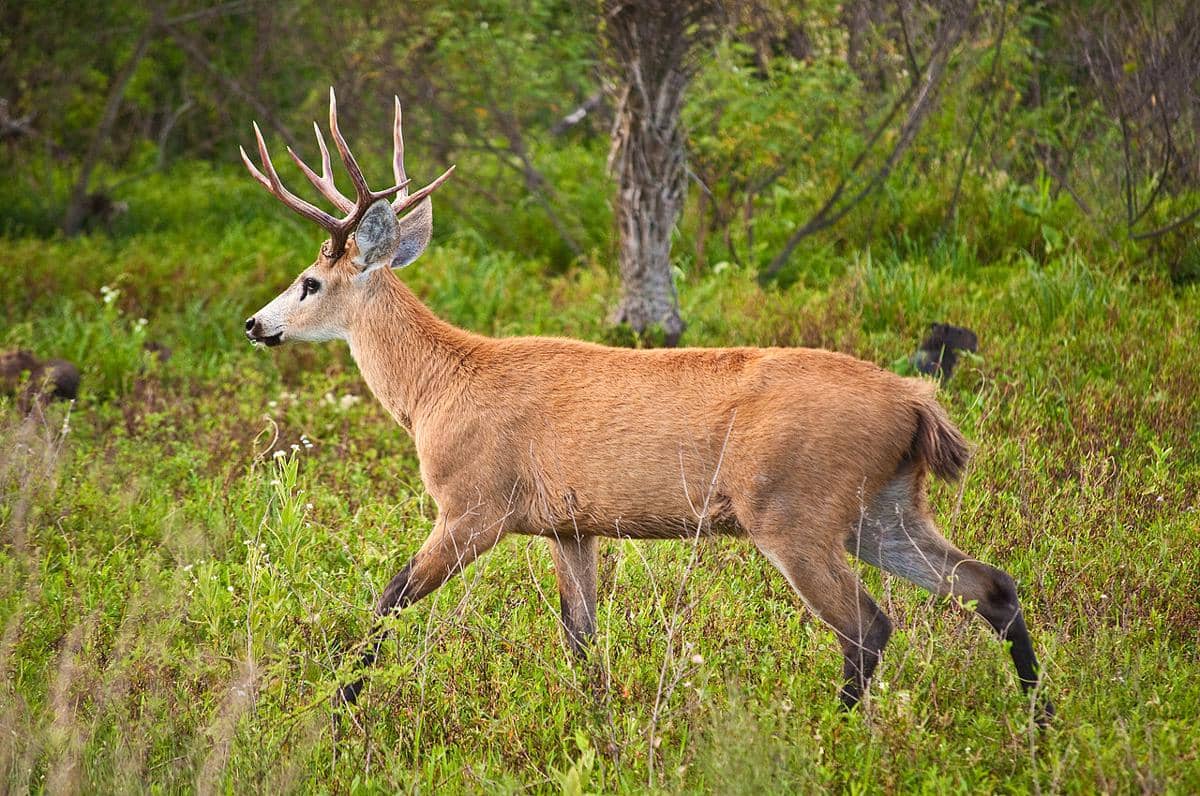 5 Spesies Rusa Terancam Punah dari Brazil, Apa yang Mengancam Mereka?