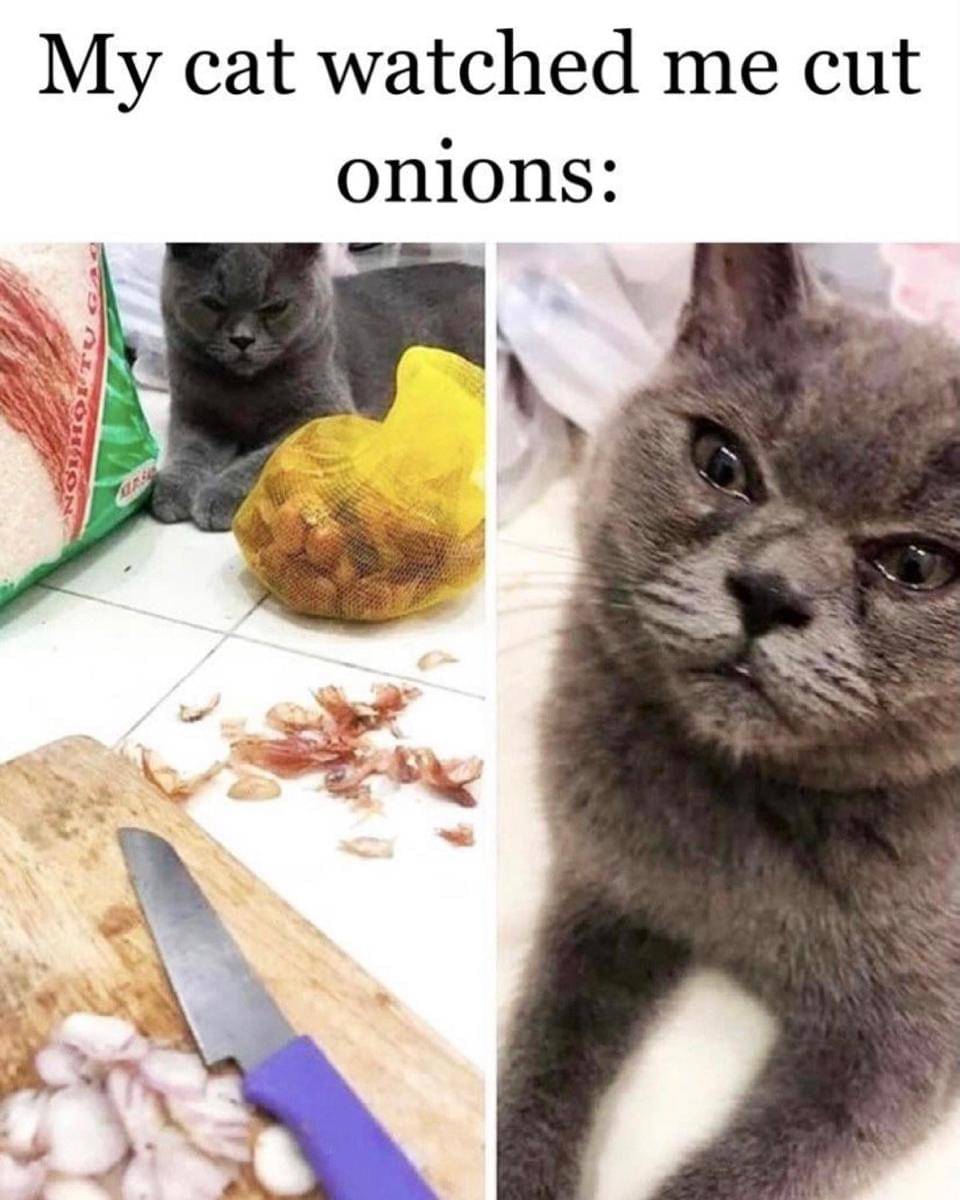 meme kucing di dapur
