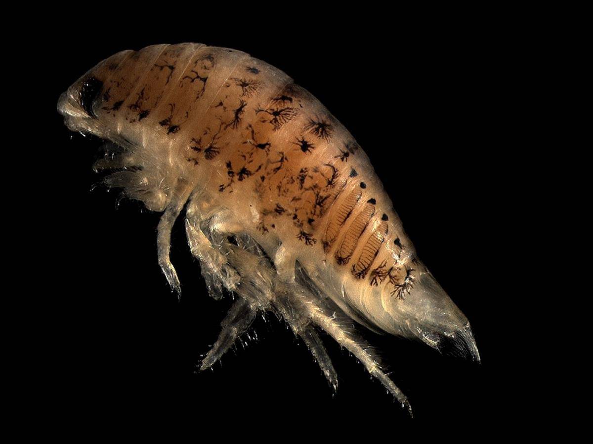 Ilustrasi isopoda Rapa Nui yang pencinta garam di tepi laut