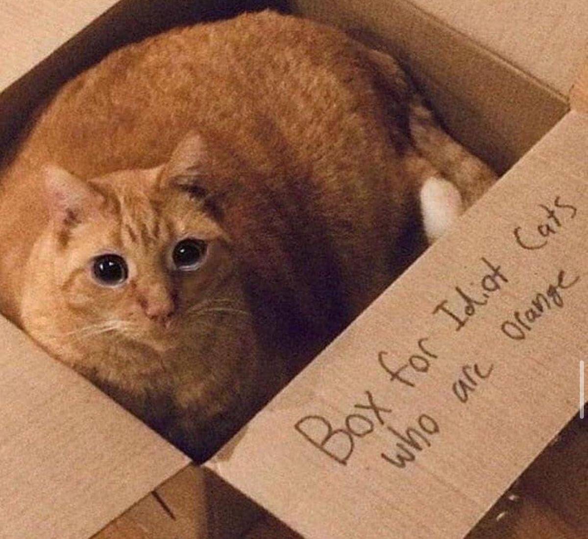 meme kucing tentang kotak