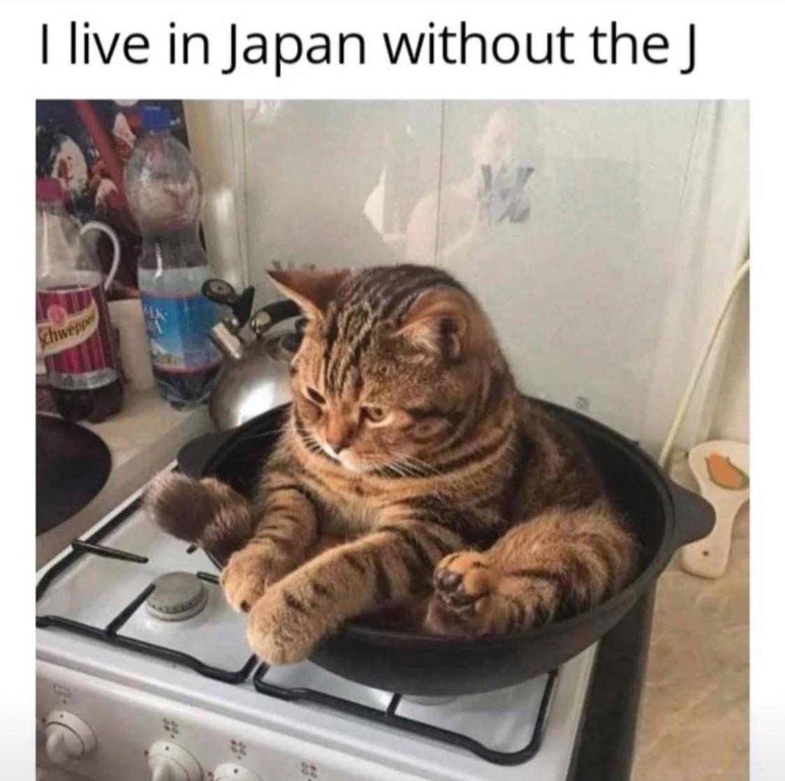 meme kucing di dapur